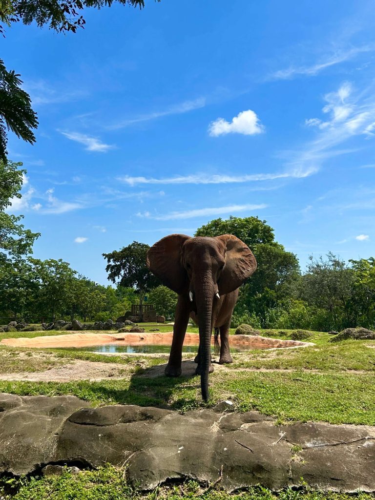 Miami ZOO