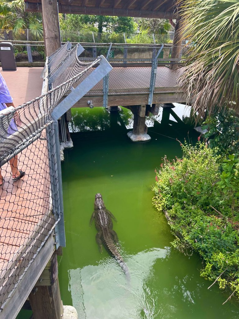 Miami ZOO