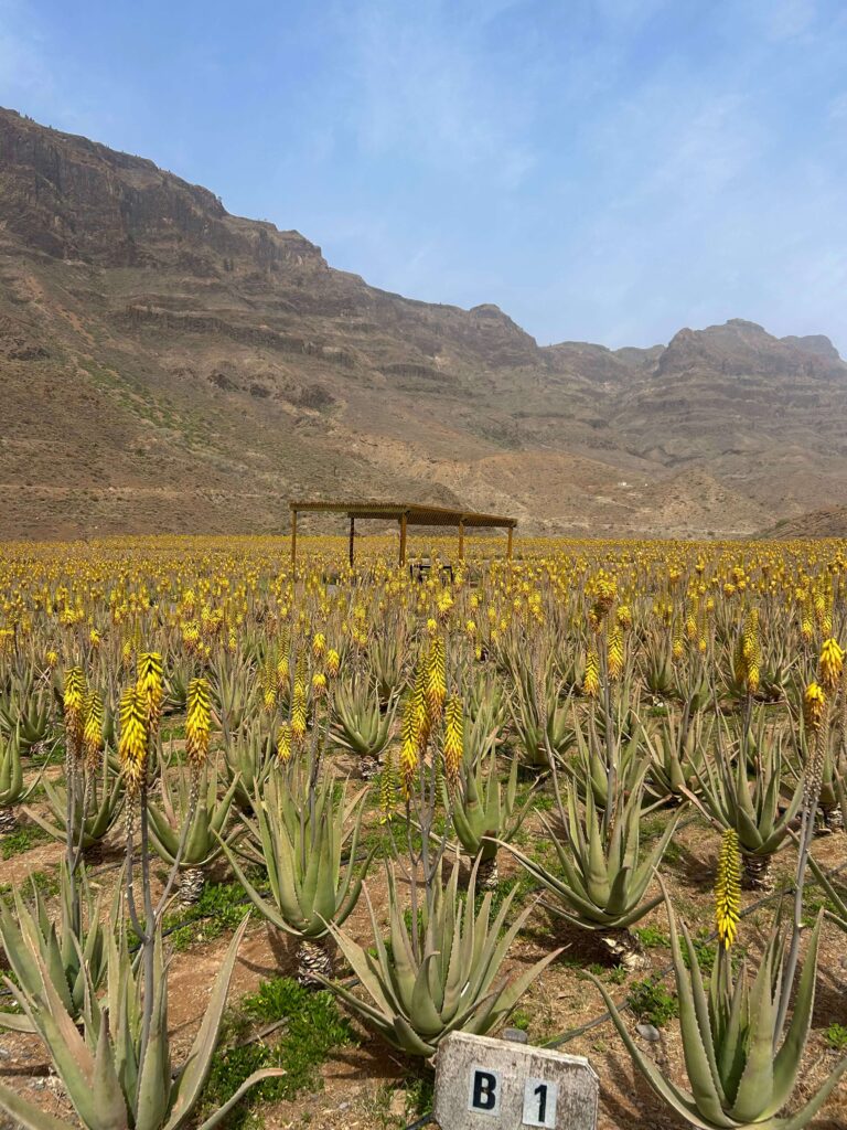 farma s Aloe Vera Finca Canarias Aloe Vera Fataga