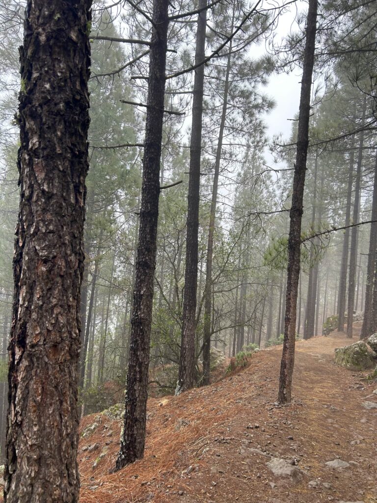 Roque Nublo